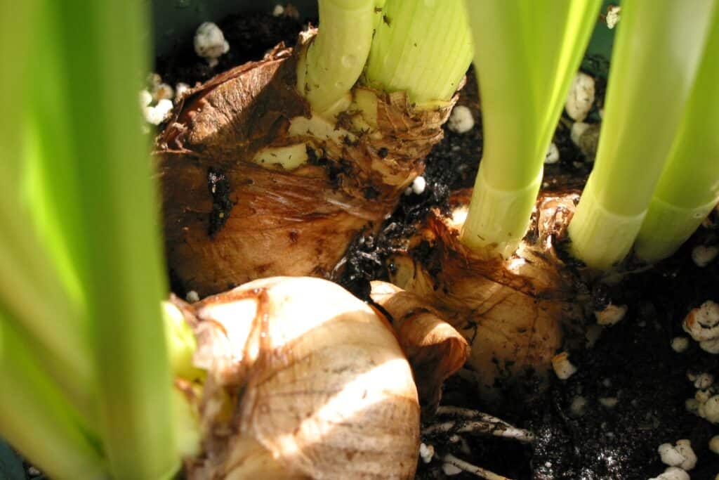 hoe bollen planten