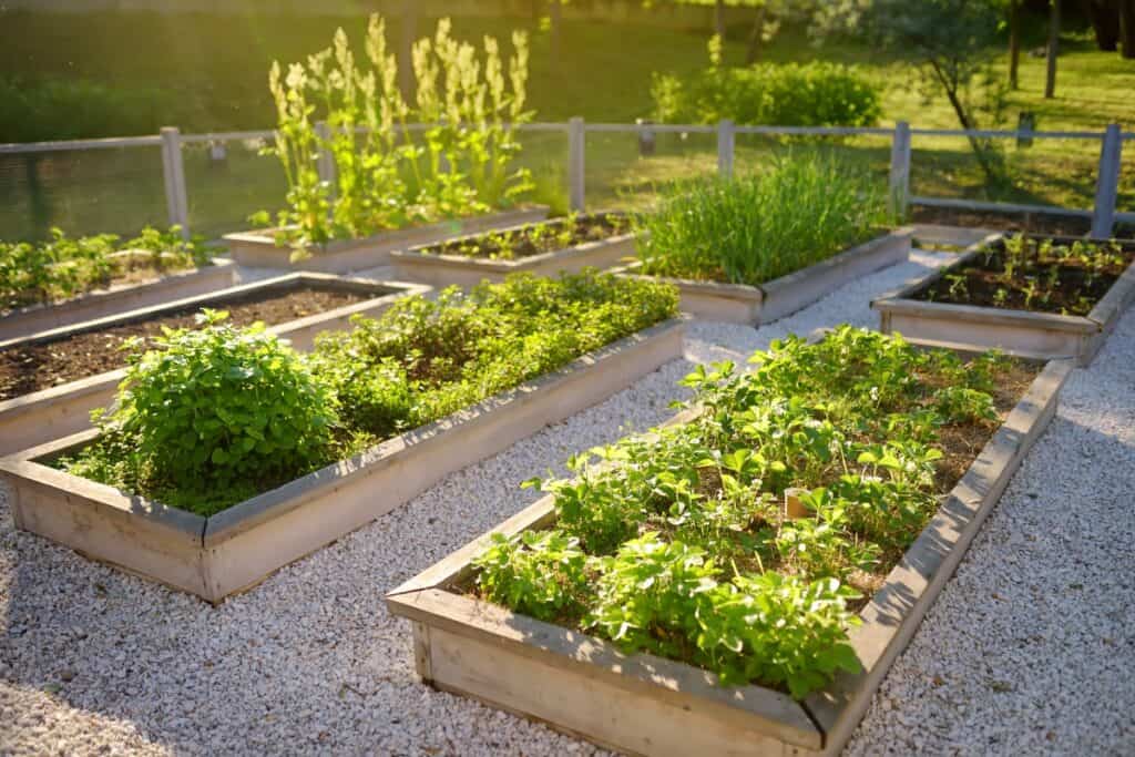 hoe communiceren planten