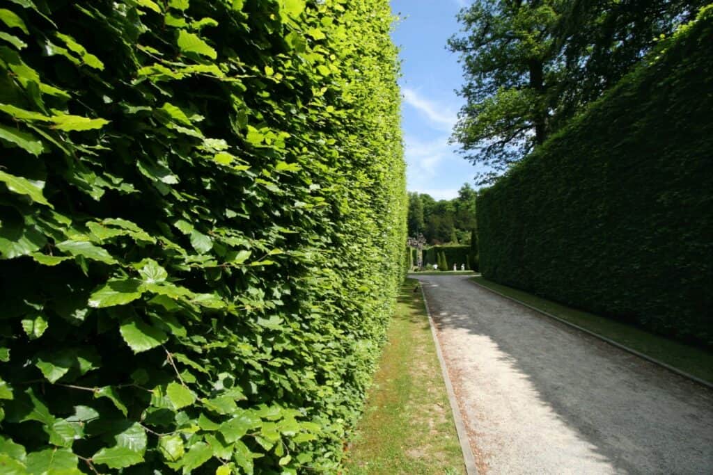 hoe diep beukenhaag planten