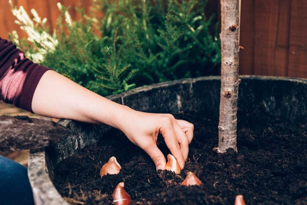 hoe diep bollen planten