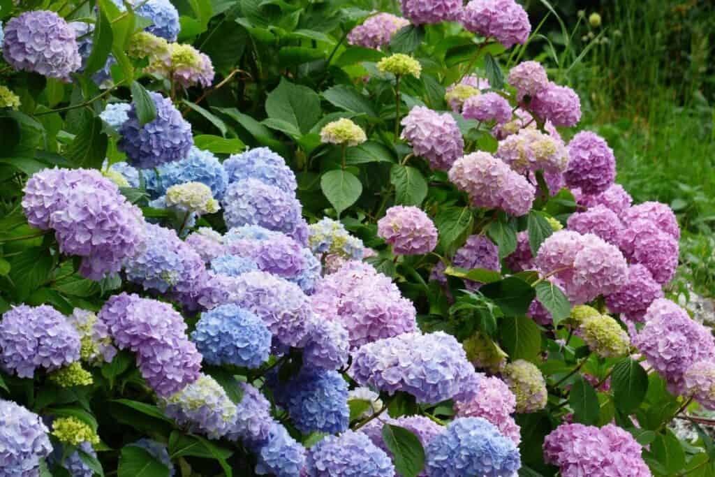 hoe diep hortensia planten