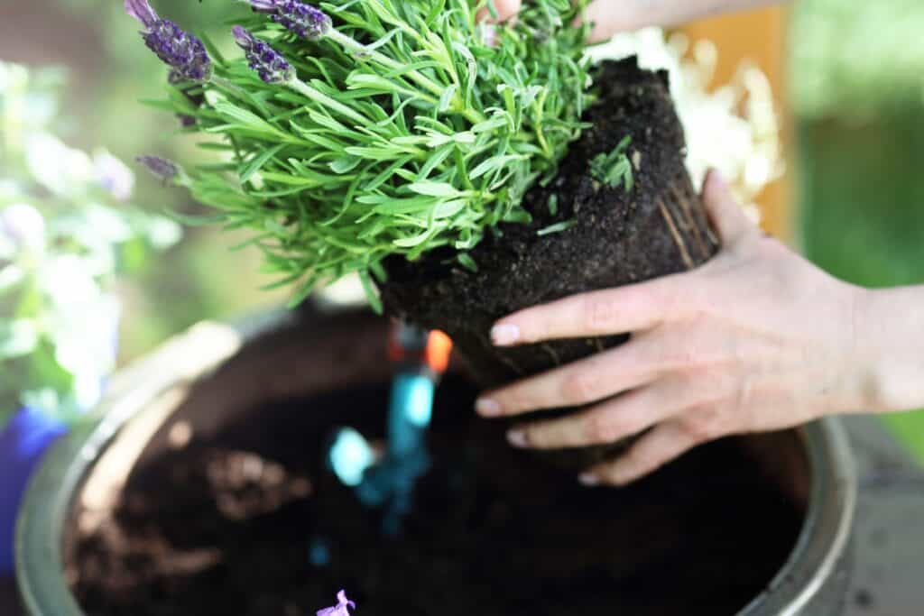 hoe lavendel planten