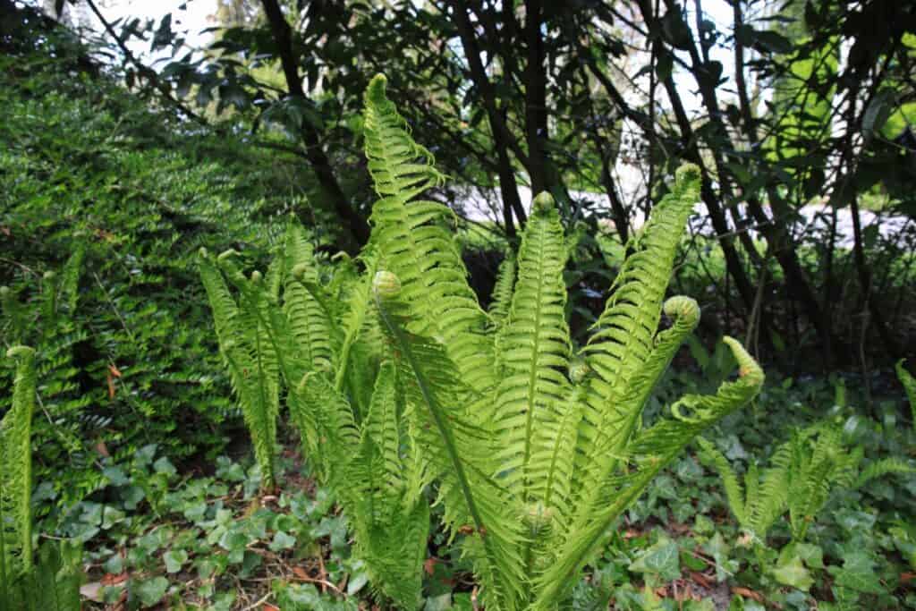 hoe planten vaatplanten zich voort