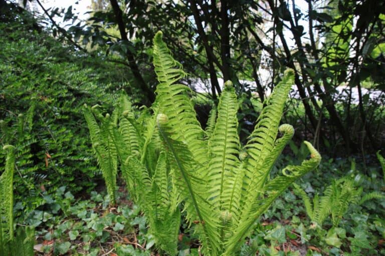hoe planten vaatplanten zich voort