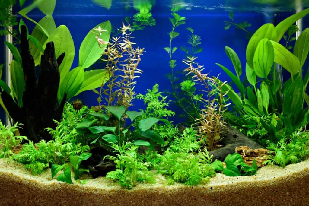 hoeveel planten in aquarium