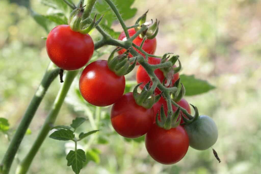 hoeveel tomaten per plant