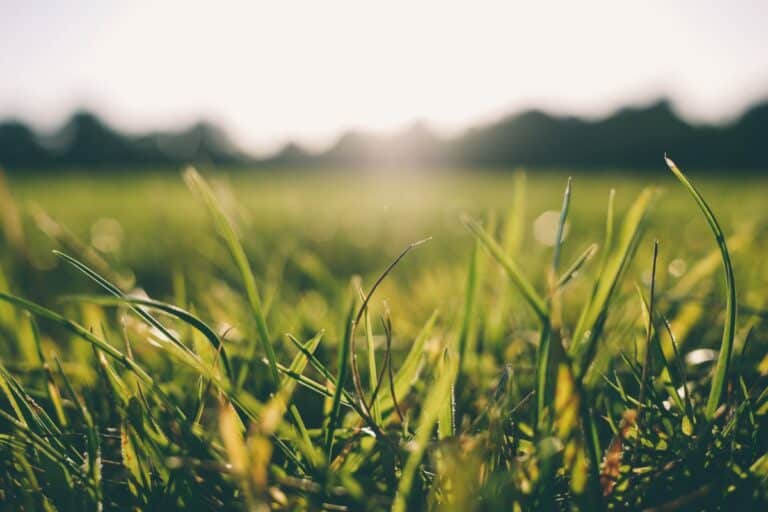 is gras een plant