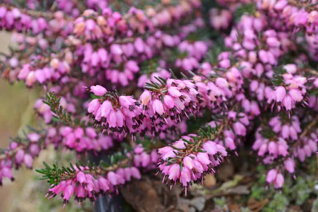 is heide een vaste plant