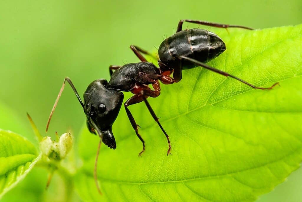 is mierenpoeder schadelijk voor planten