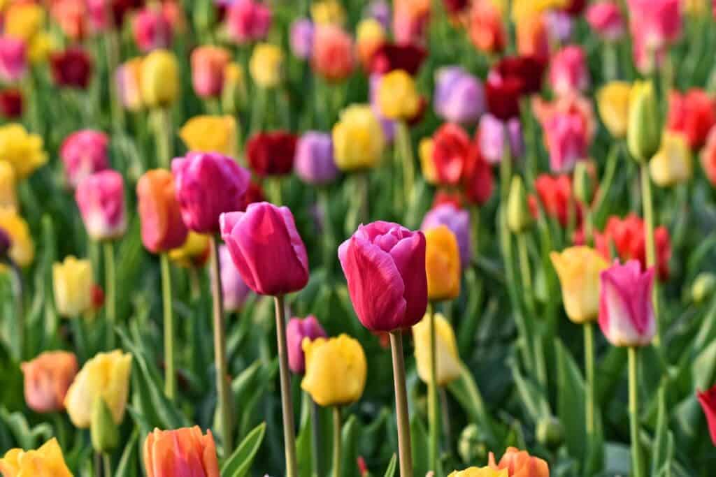 waar tulpen planten