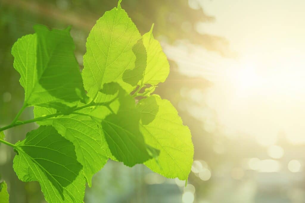 waarom is koolstofdioxide nodig voor de groei van een plant