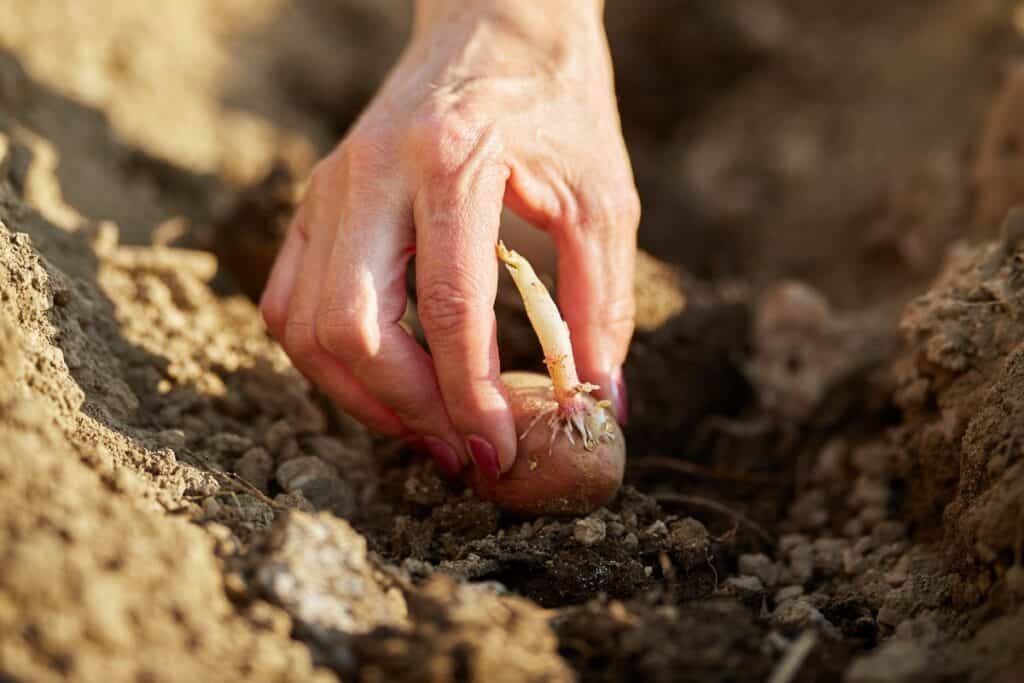 wanneer aardappelen planten