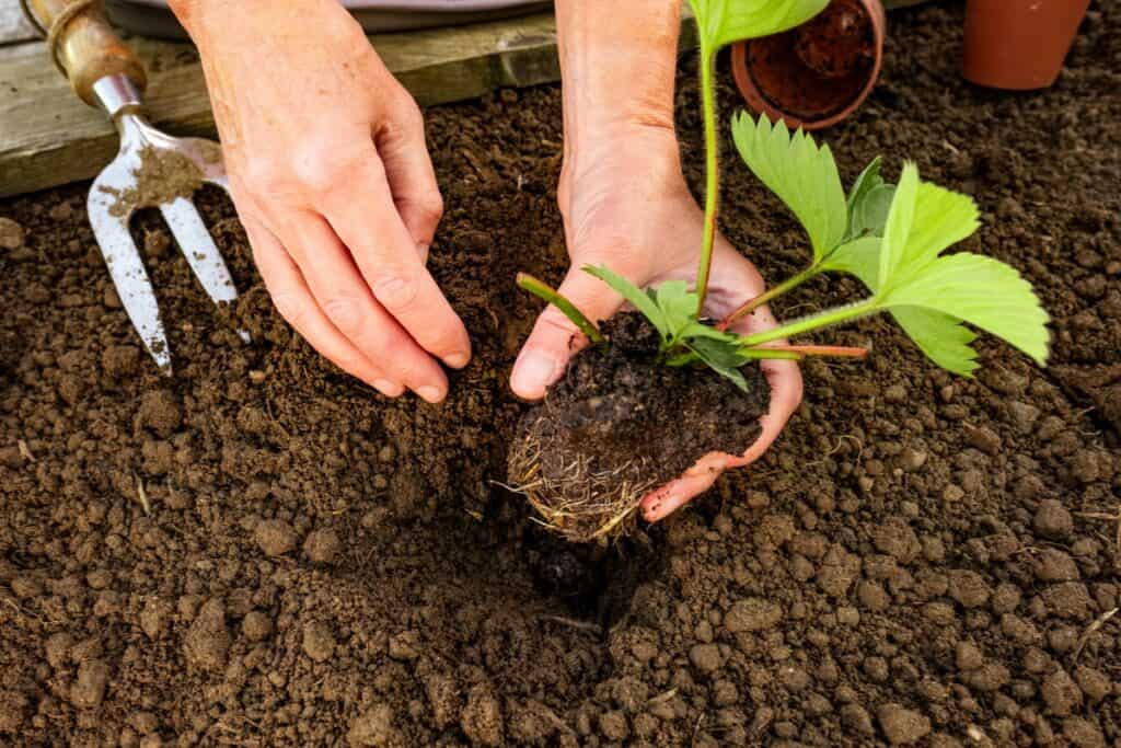 wanneer aardbeien planten