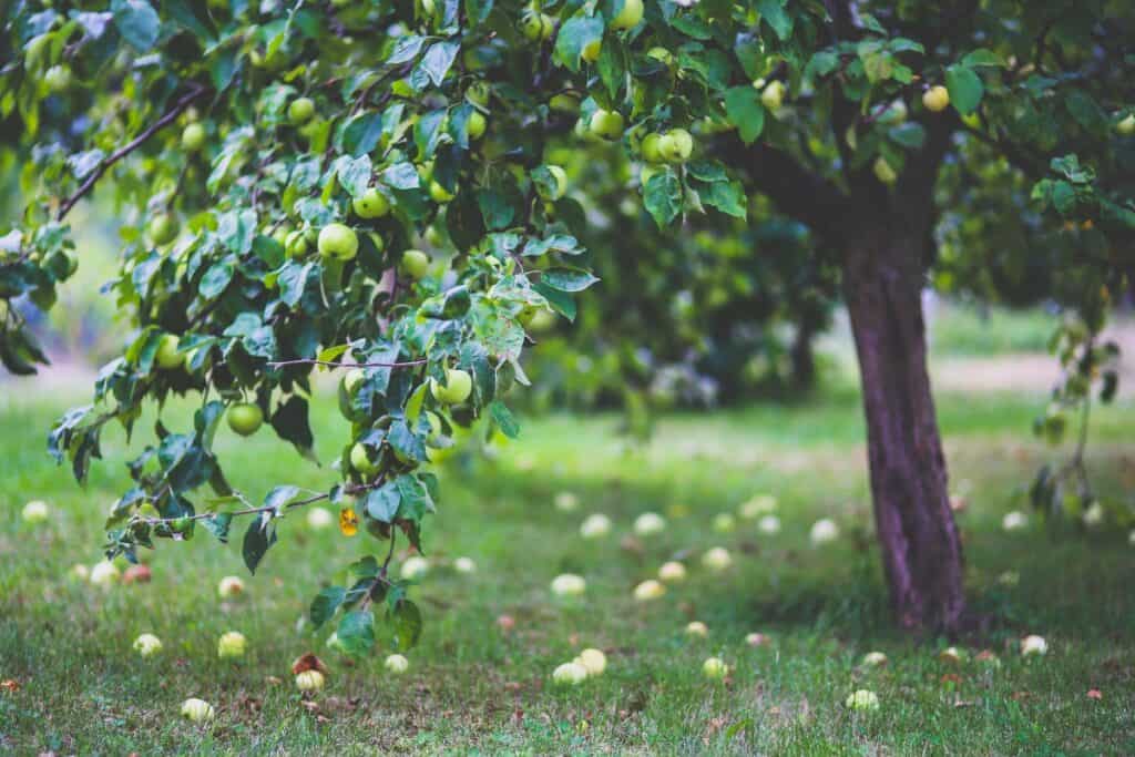 wanneer appelboom planten