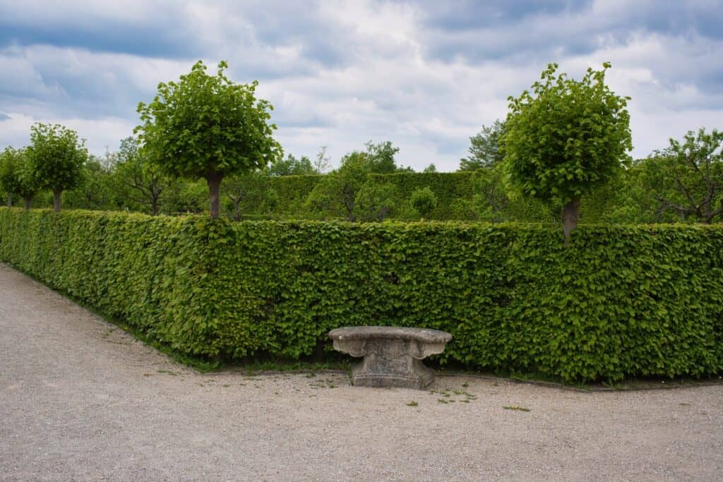 wanneer beukenhaag planten