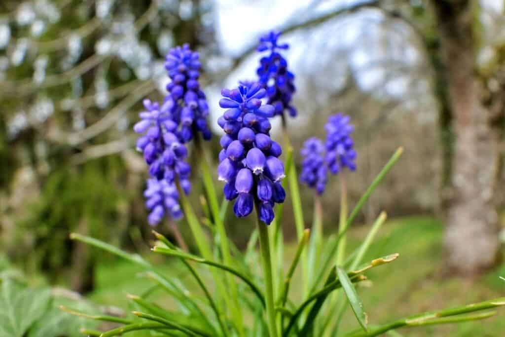 wanneer blauwe druifjes planten