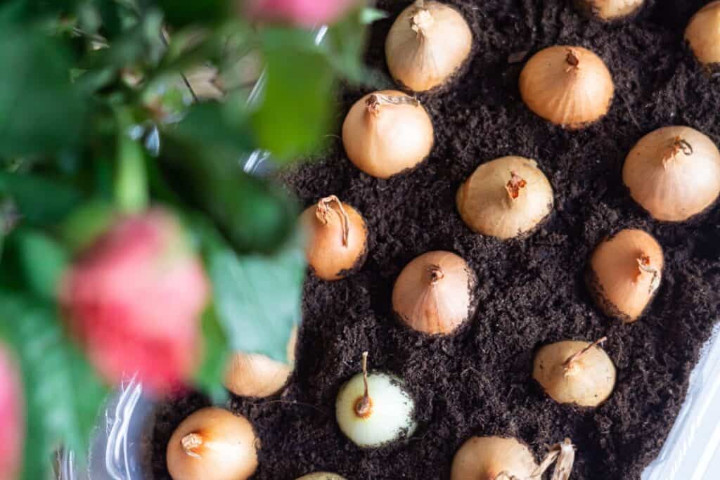 wanneer bloembollen planten in bloembakken