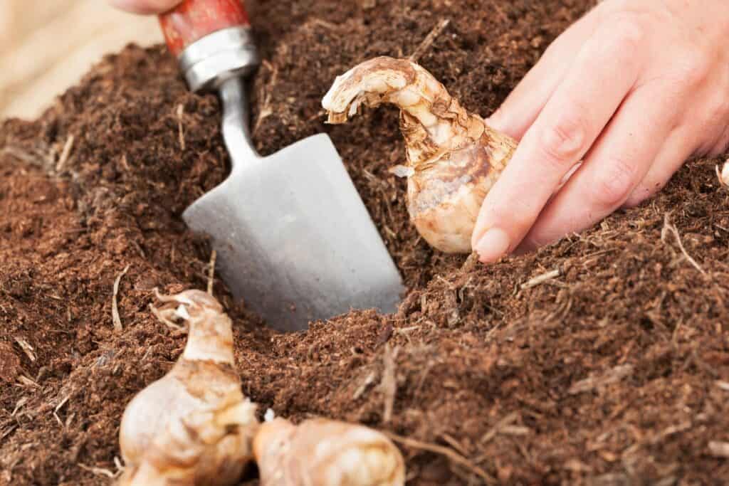 wanneer bollen planten