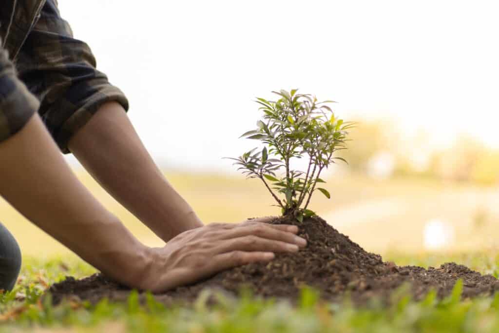 wanneer bomen planten