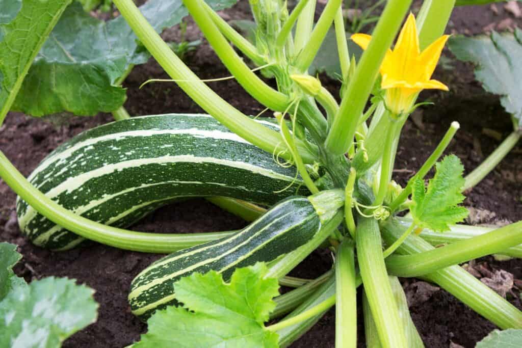 wanneer courgette planten