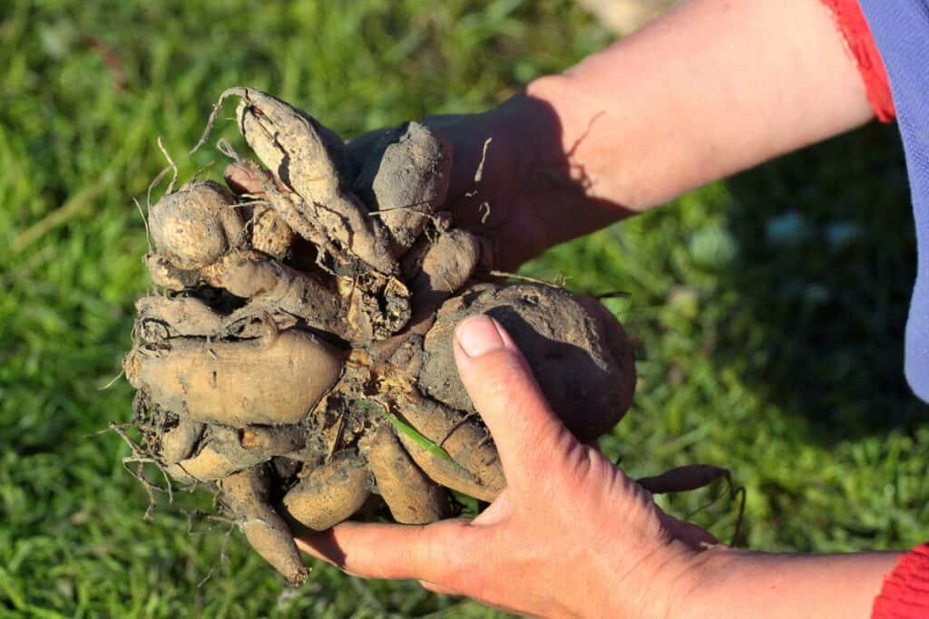 wanneer dahlia knollen planten