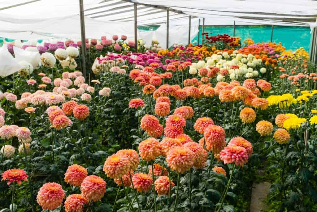 wanneer dahlia planten