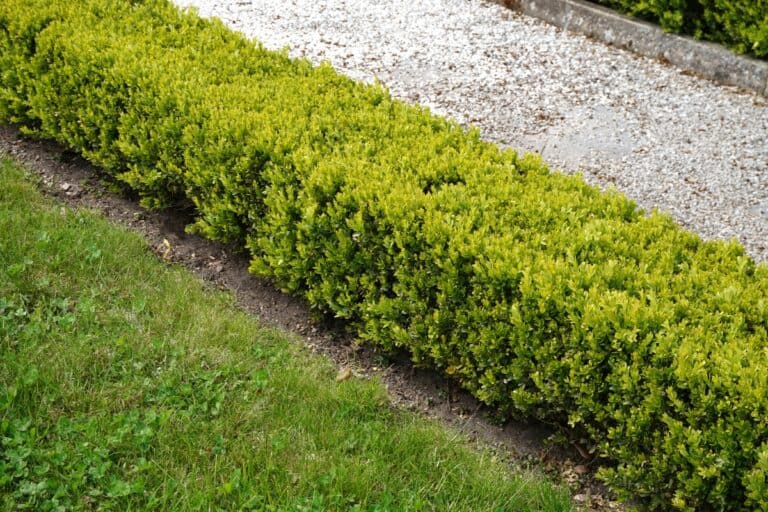 wanneer heg planten