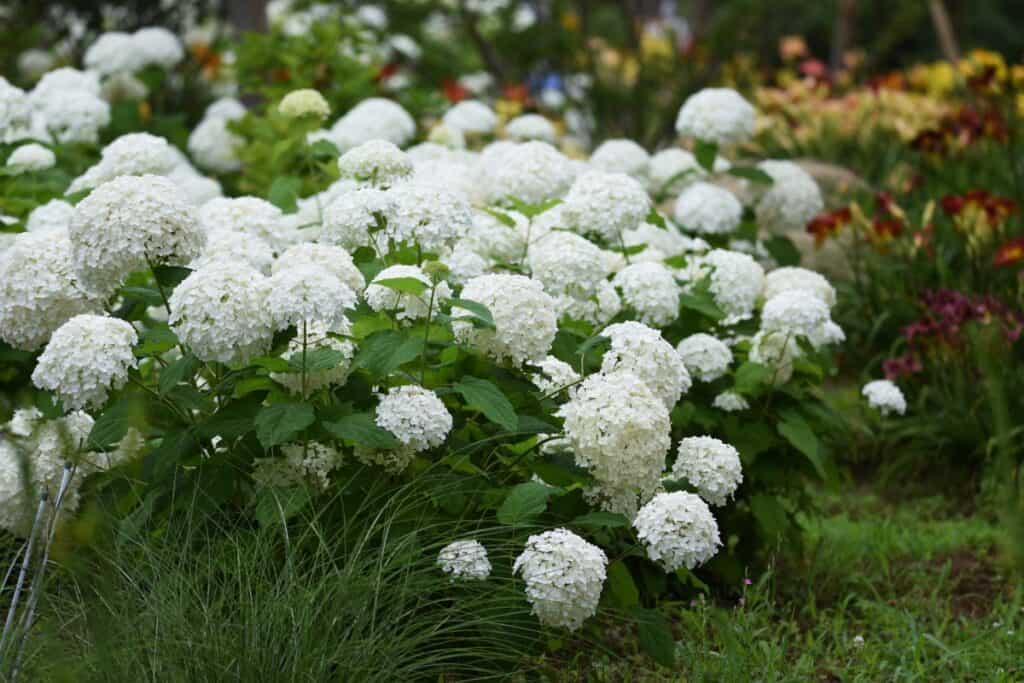 wanneer hortensia planten