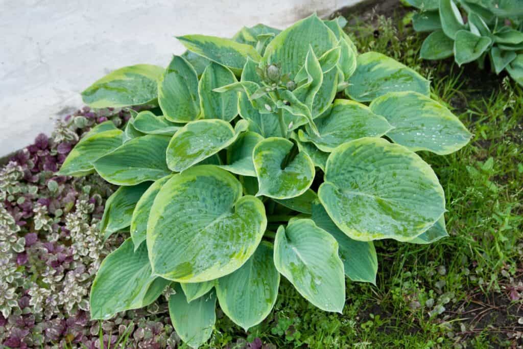 wanneer hosta planten