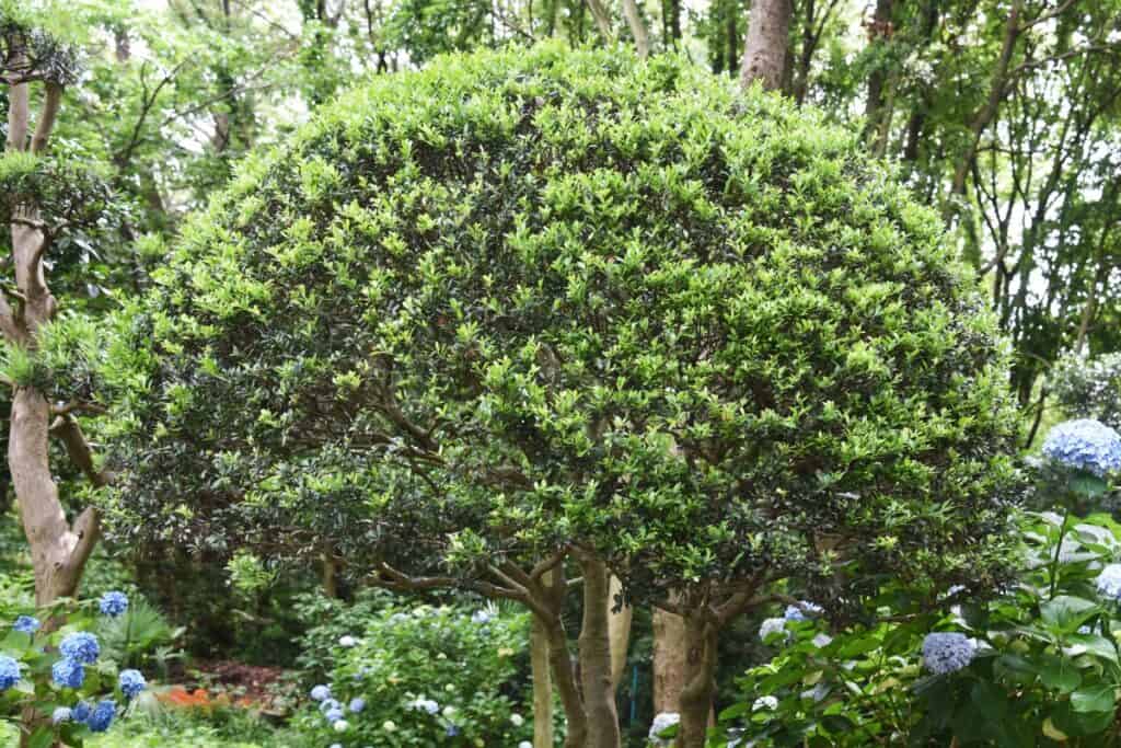 wanneer ilex planten