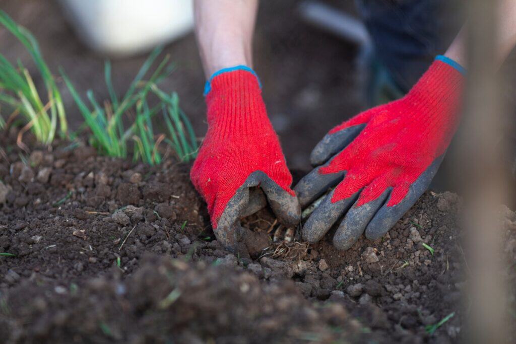 wanneer knoflook planten