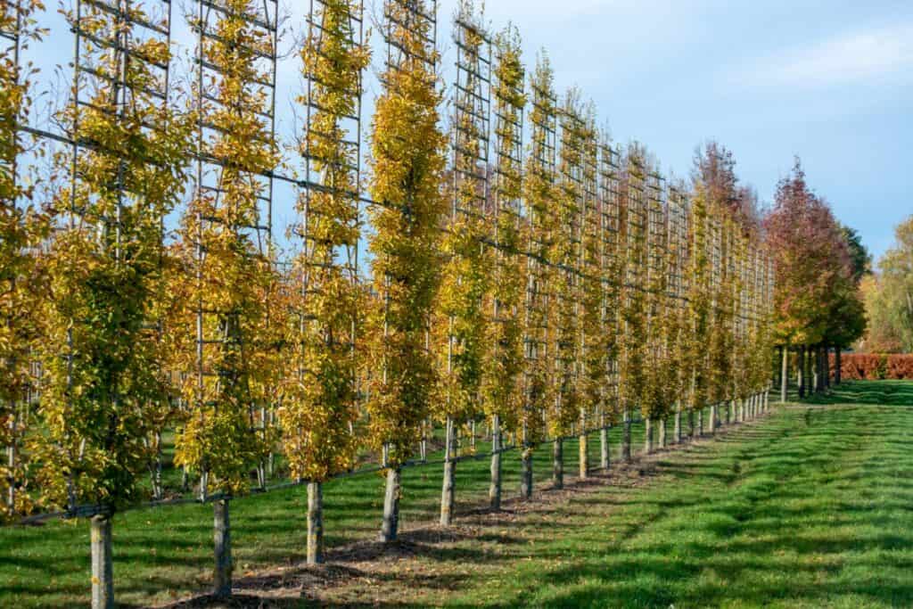 wanneer leiboom planten