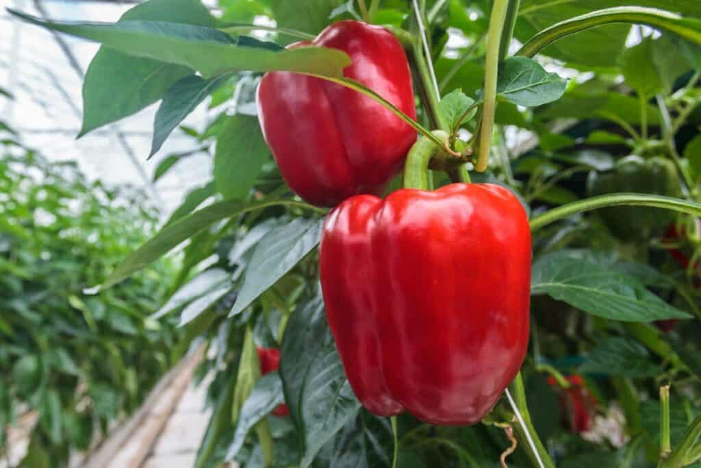 wanneer paprika planten in serre