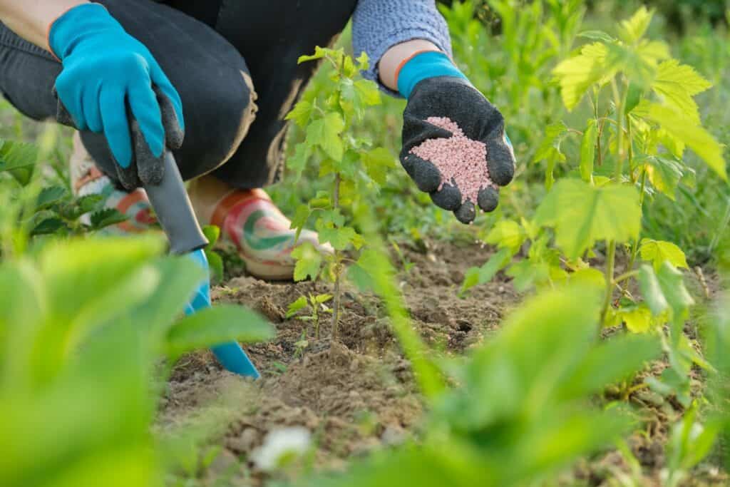 wanneer planten bemesten