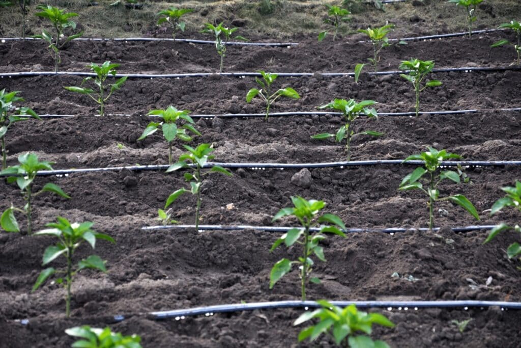 wanneer prei planten in volle grond