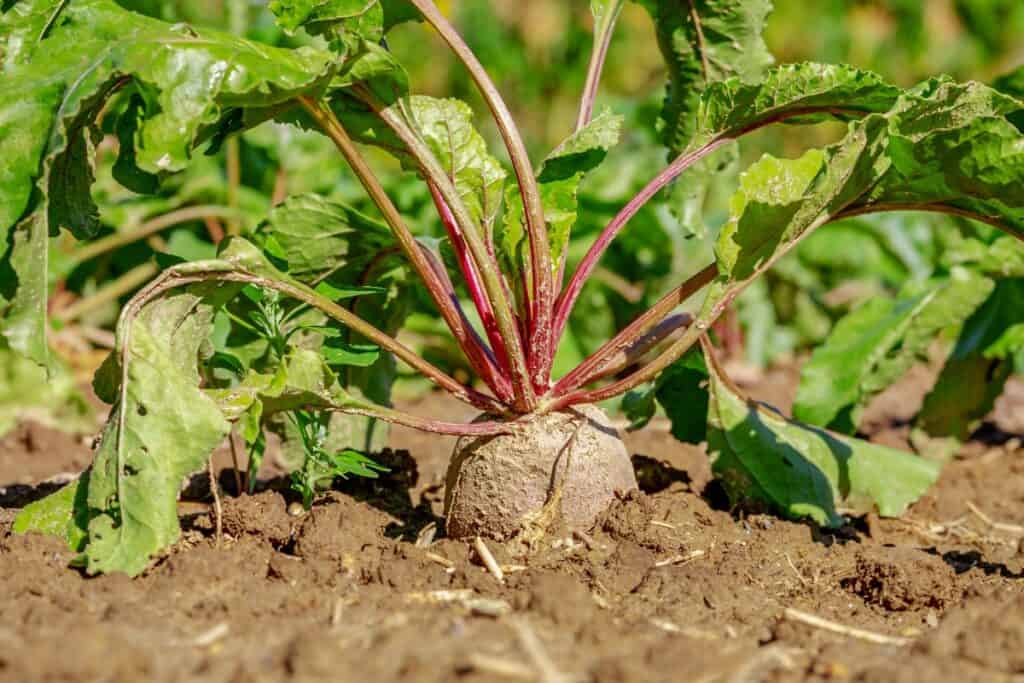 wanneer rode bieten planten