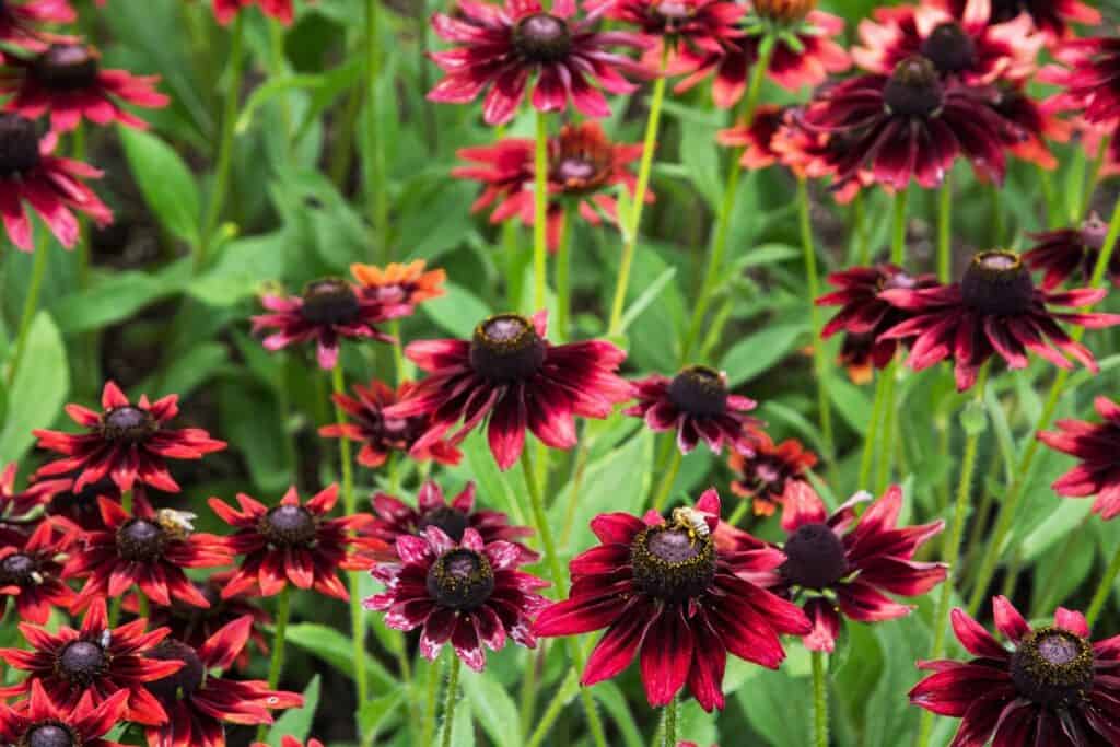 wanneer rudbeckia planten