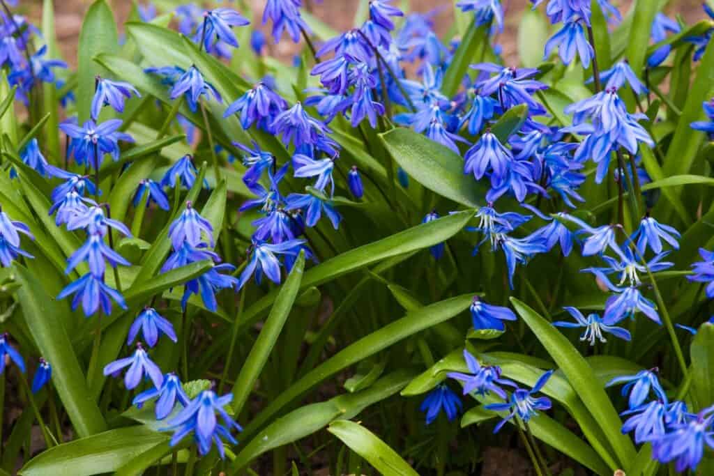 wanneer scilla planten