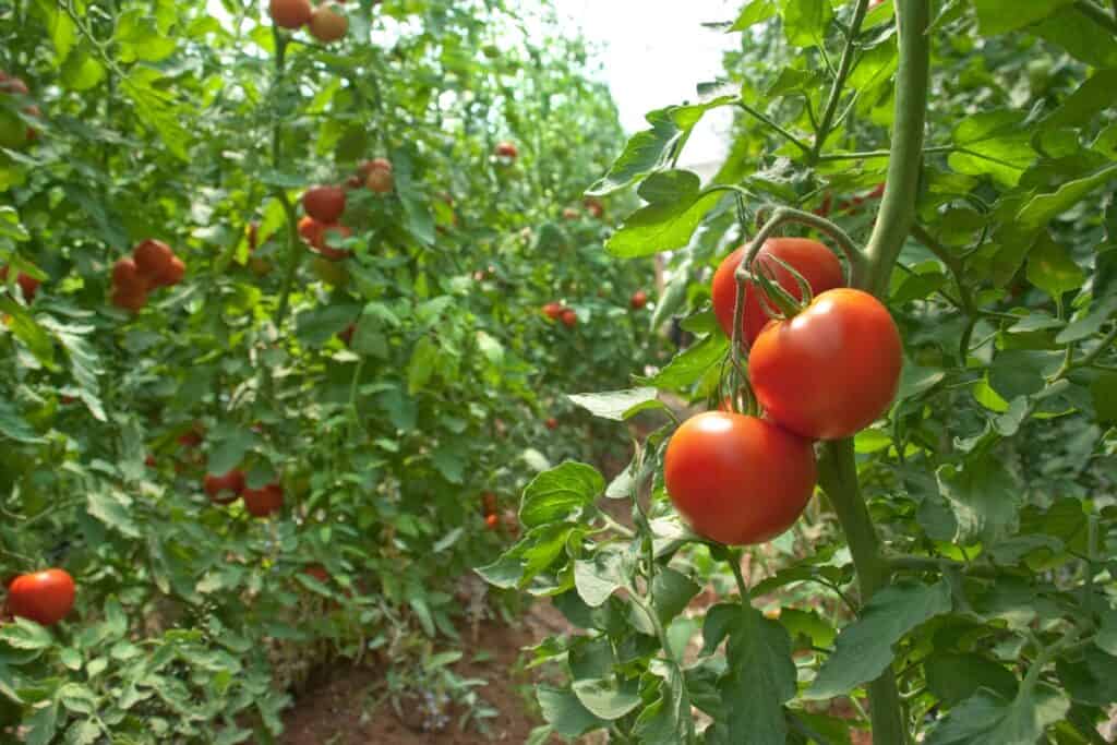 wanneer tomaten planten