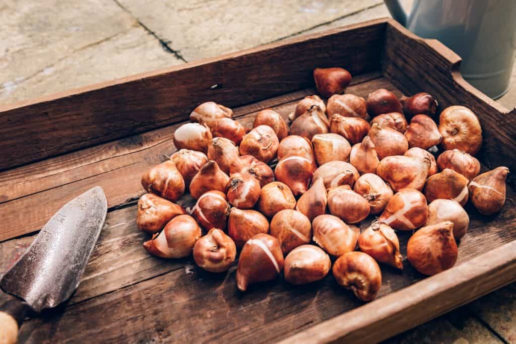 wanneer tulpenbollen planten