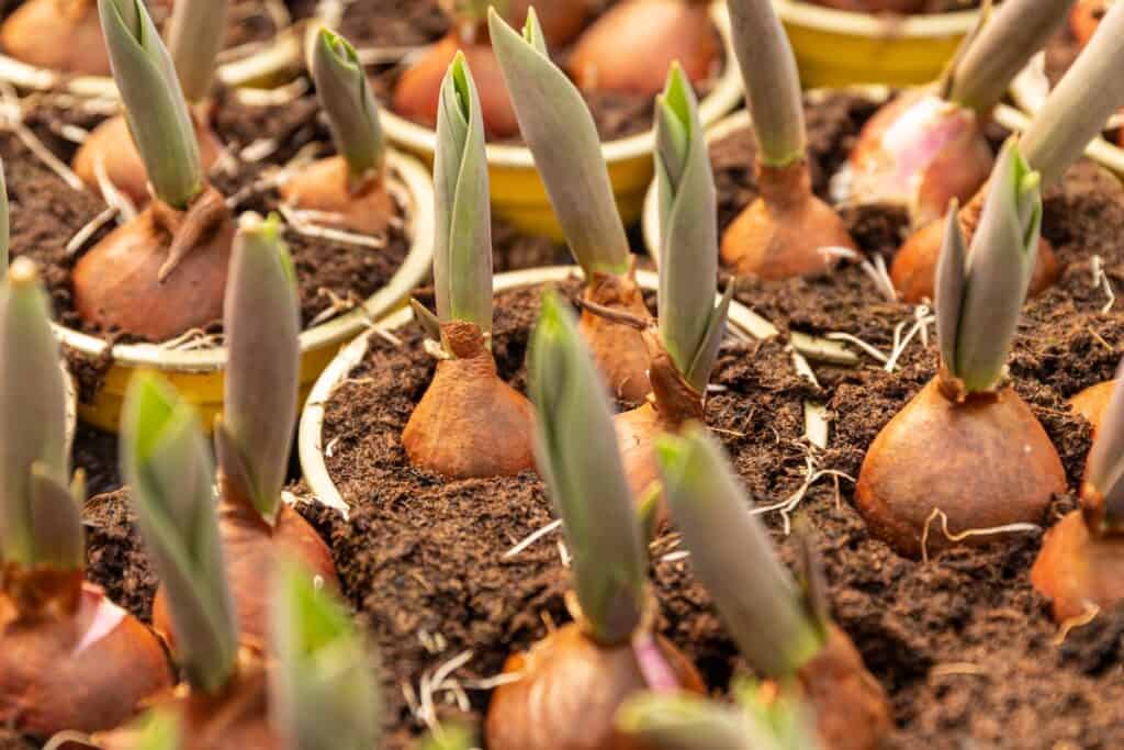 wanneer tulpenbollen planten februari