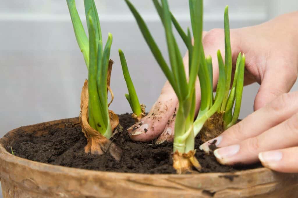 wanneer uien planten