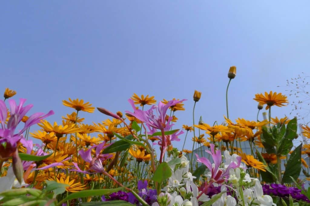 wanneer zomerbloeiers planten