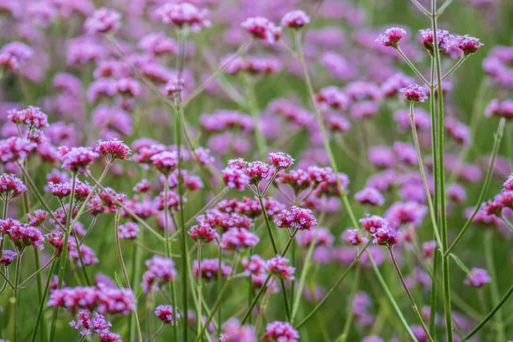 wat is de nederlandse benaming voor de plant verbena