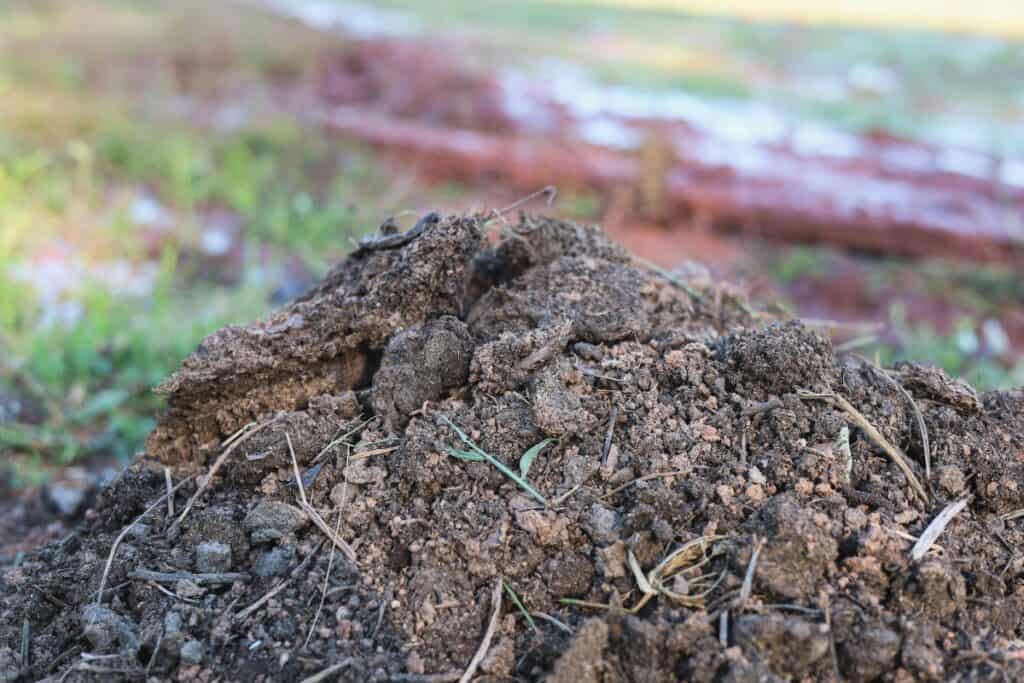 welke plant wordt als groenbemester gebruikt