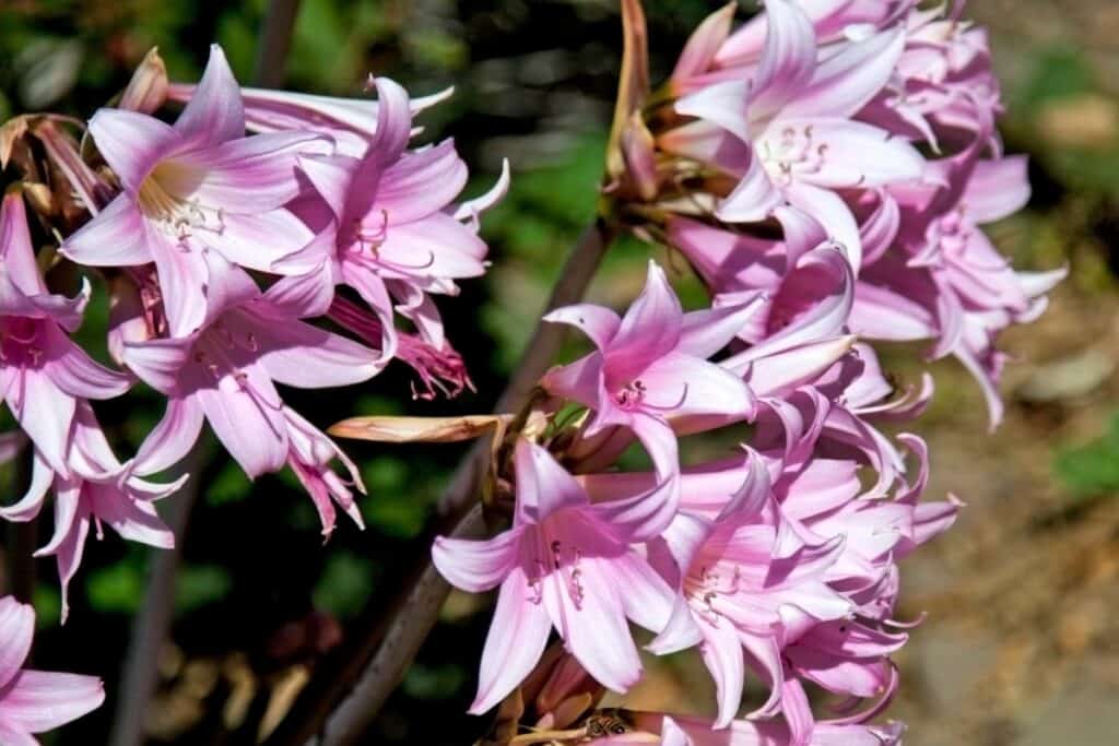 welke plant wordt ook wel belladonna genoemd