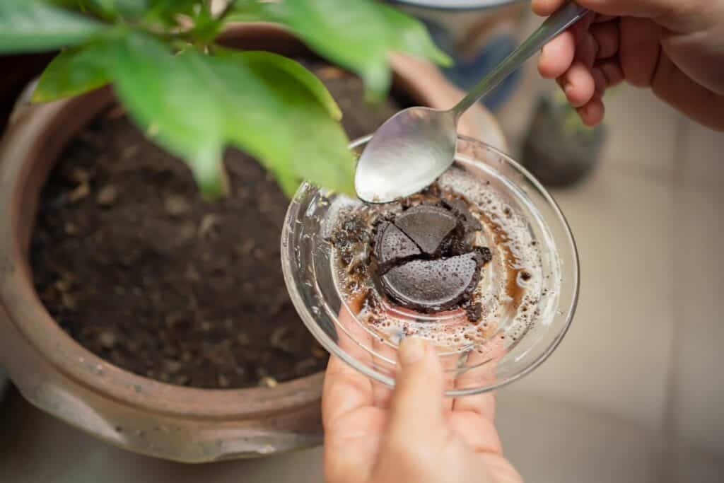 welke planten houden niet van koffiedik