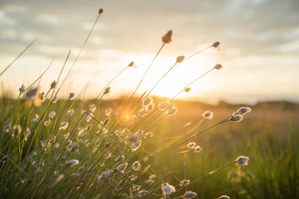 welke planten kunnen in de volle zon