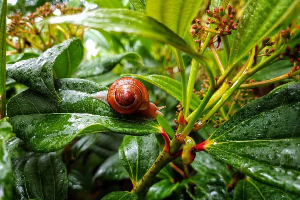 welke planten tegen slakken