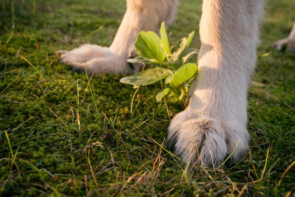 welke planten zijn giftig voor honden